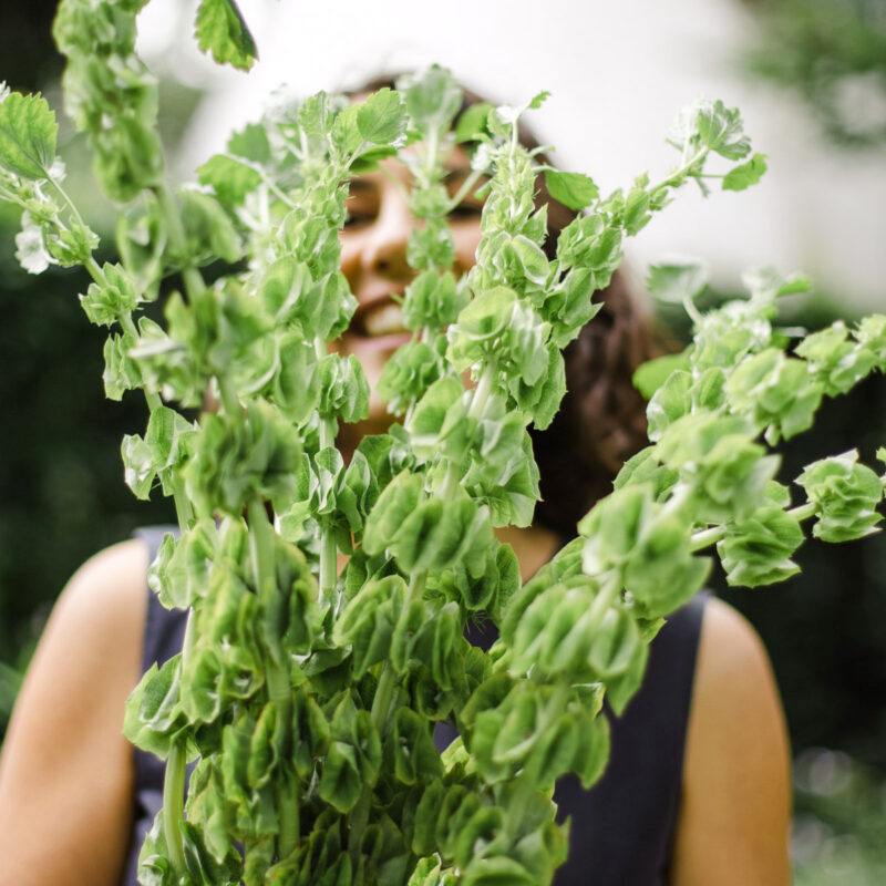 Jora Dahl haelt Strauss Moluccella laevis (Muschelblume)