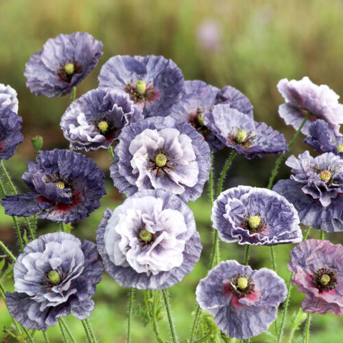 Papaver Amazing Grey (Klatschmon) several stems in full bloom