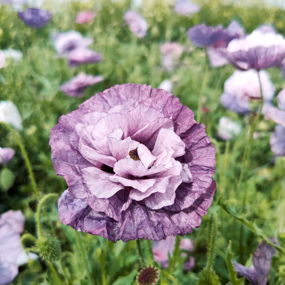 Papaver rhoeas 'Amazing Grey' (poppy) in the field