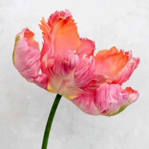 TULPE ‘APRICOT PARROT’ Blumenzwiebel