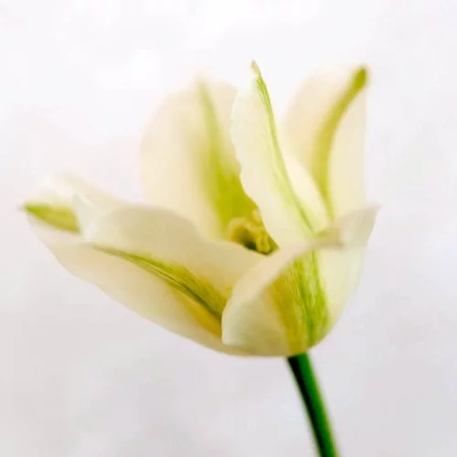 TULPE ‘SPRING GREEN’ Blumenzwiebel