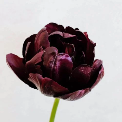 TULPE ‘BLACK HERO’ Blumenzwiebel