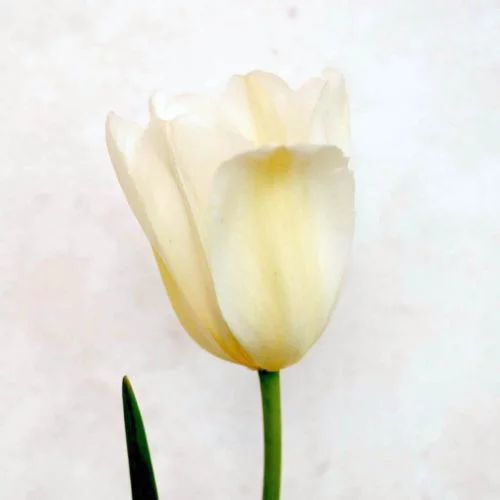 TULPE ‘FRANCOISE’ Blumenzwiebel