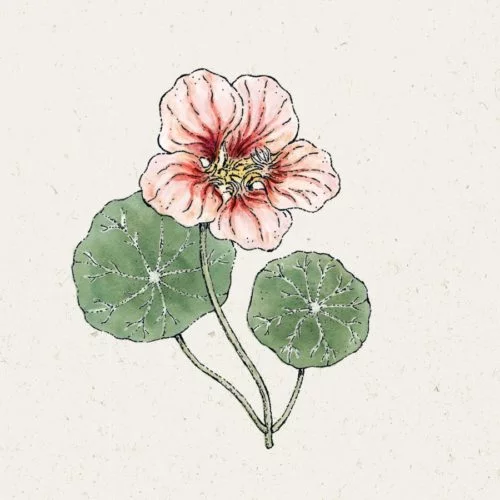 Samentütchen, Saatgut, Blumensamen, Illustration Rekersdrees, Zeichnung