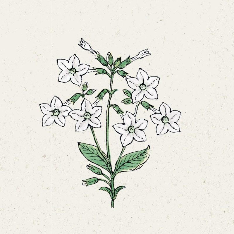 Samentütchen, Saatgut, Blumensamen, Illustration Rekersdrees, Zeichnung