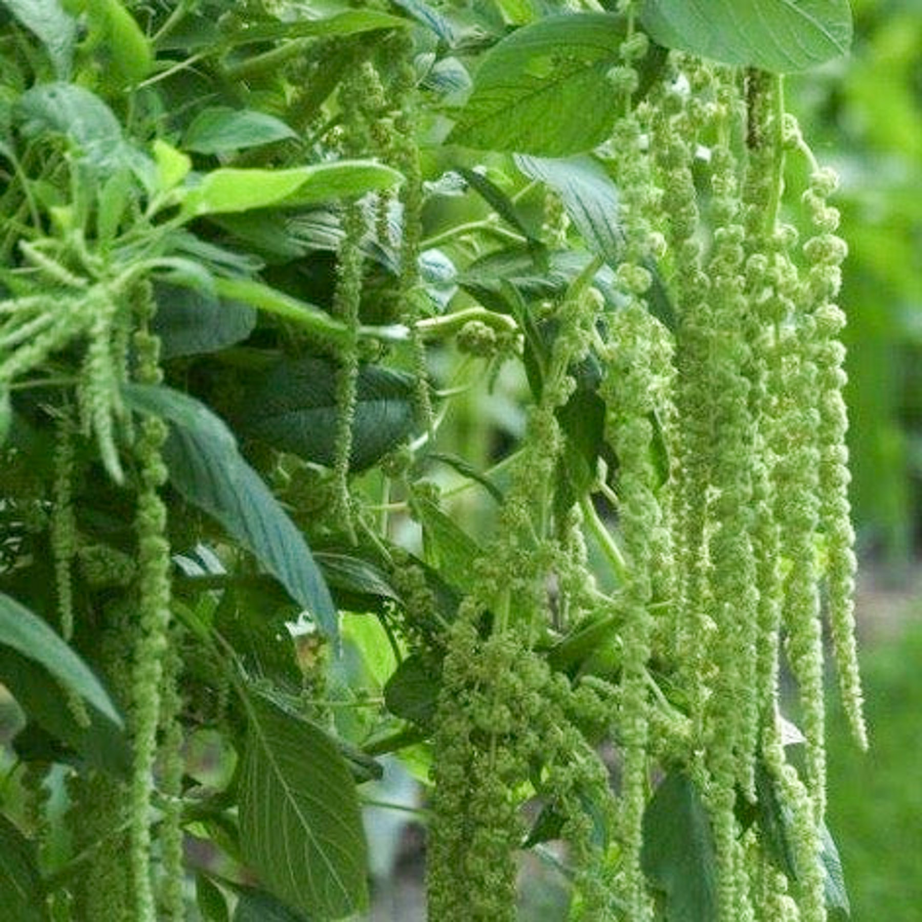 Amaranthus caudatus 'Green Cascade' (Fuchsschwanz) - Jora Dahl