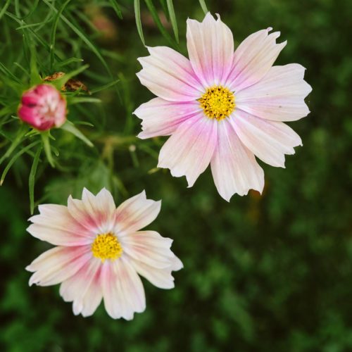 COSMOS BIPINNATUS ‘APRICOT LEMONADE’ (KOSMEE) Saatgut Blumensamen Anzucht Ansaat