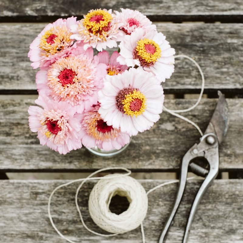 ZINNIA ELEGANS ‘ZINDERELLA LILAC’ (ZINNIE) Saatgut Blumensamen Anzucht Ansaat