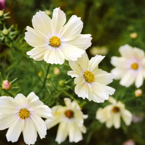 COSMOS BIPINNATUS ‘XANTHOS’ (KOSMEE) Saatgut Blumensamen Anzucht Ansaat