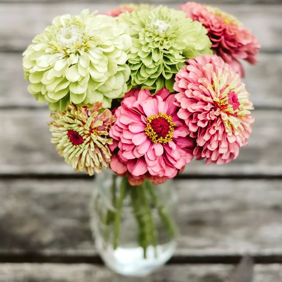 ZINNIA ELEGANS ‘BENARY’S GIANT LIME’ (ZINNIE) Saatgut Blumensamen Anzucht Ansaat