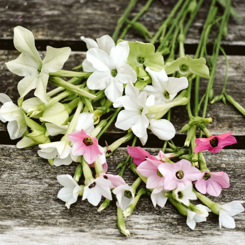 NICOTIANA ALATA ‘GRANDIFLORA’ (ZIERTABAK) Saatgut Blumensamen Anzucht Ansaat