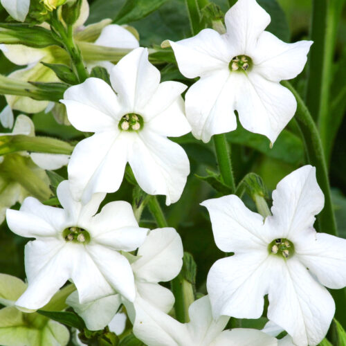 Blueten von Nicotiana alata 'Grandiflora' Ziertabak in Nahaufnahme