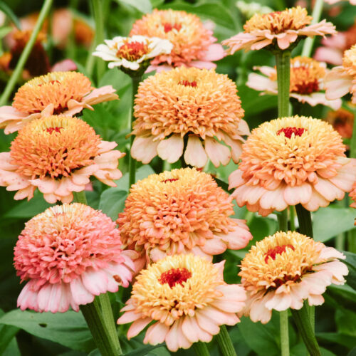 Zinnia elegans 'Zinderella Peach' (Zinnia) in full bloom in the flower bed