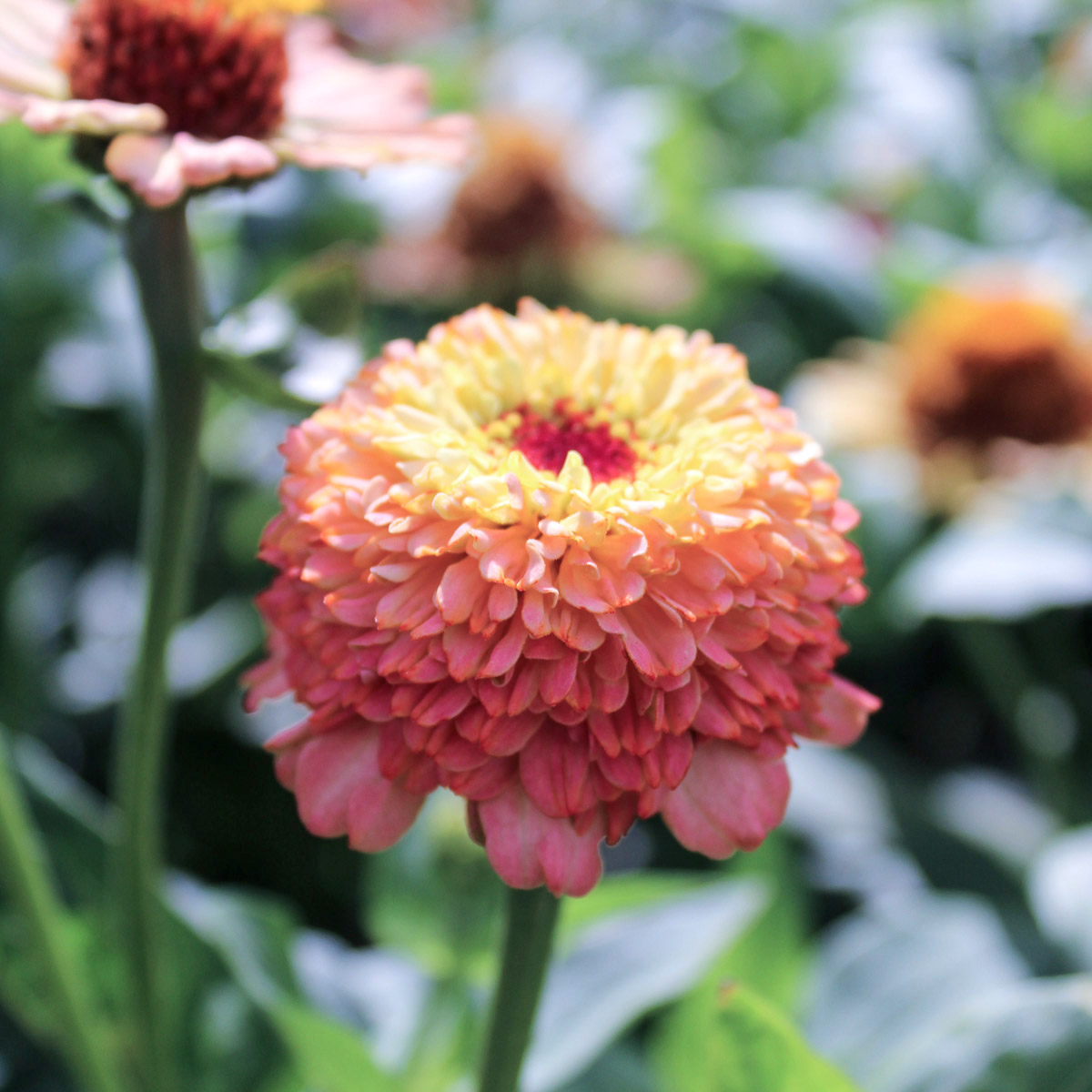 Zinnia elegans 'Zinderella Peach' (Zinnie) in full bloom