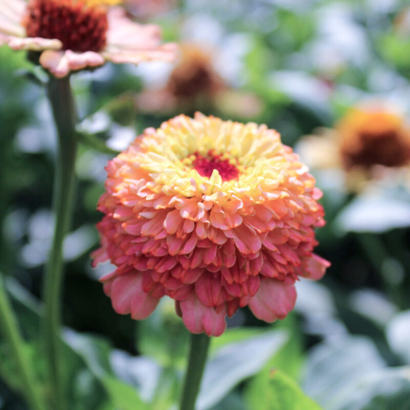 Zinnia elegans ‘Zinderella Peach’ (Zinnie) in voller Bluete