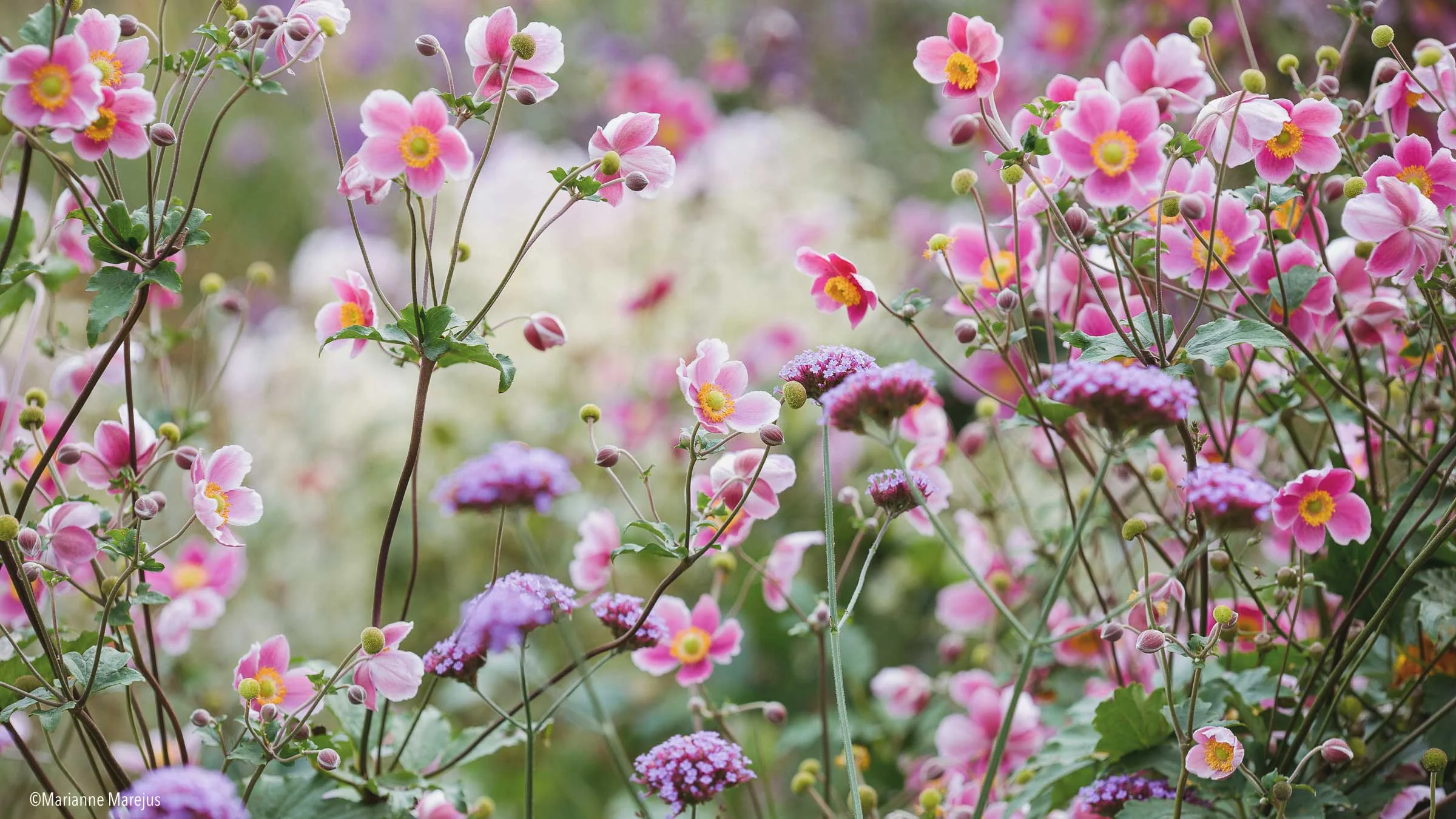 Blühender Staudengarten im Sommer