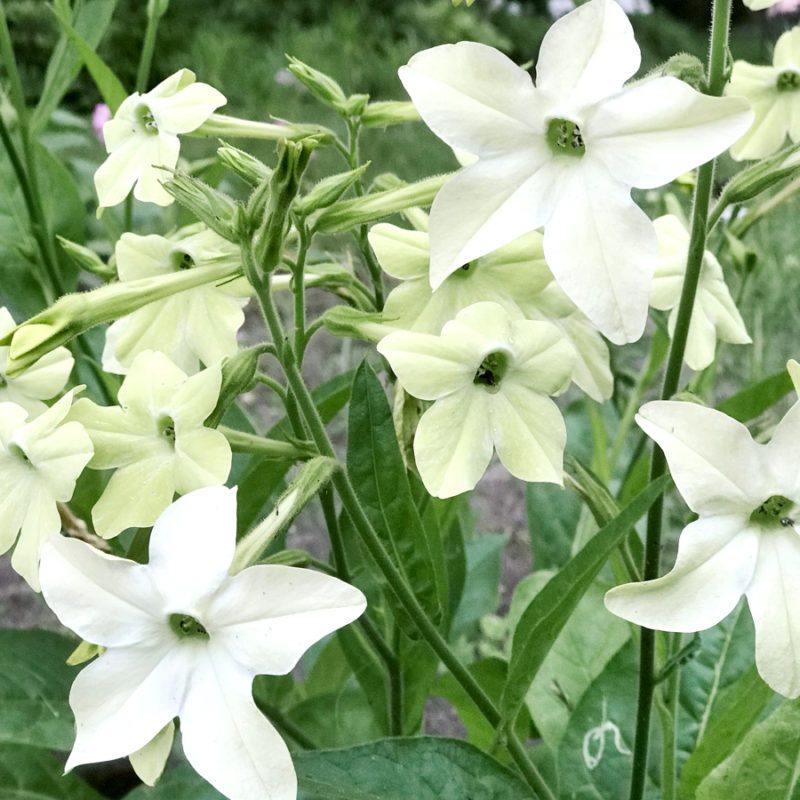 NICOTIANA ALATA ‘GRANDIFLORA’ (ZIERTABAK) Saatgut Blumensamen Anzucht Ansaat