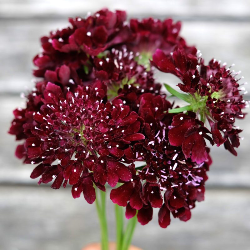 SCABIOSA ATROPURPUREA ‘BLACK KNIGHT’ (SKABIOSE) Saatgut Blumensamen Anzucht Ansaat