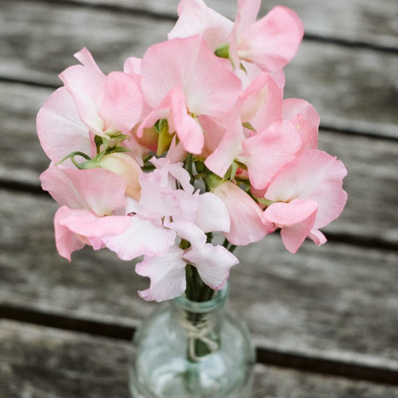 LATHYRUS ODORATUS ‘SPRING SUNSHINE PEACH’ (DUFTWICKE) Saatgut Blumensamen Anzucht Ansaat