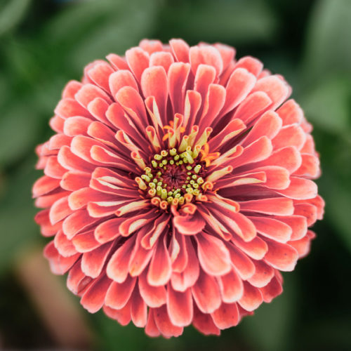 Zinnia elegans 'Benary's Giant Salmon Rose' Zinnie, Saatgut, Blumensamen, Einjährige, Schnittblume