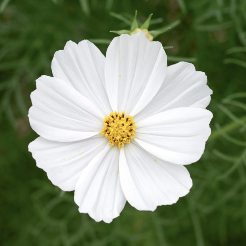 Kosmee, Saatgut, Blumensamen, Einjährige, Schnittblumen