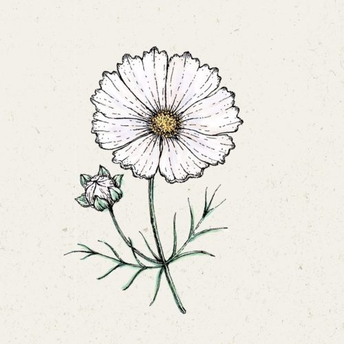 Kosmee, Blumensamen, Saatgut, Einjährige, Illustration Rekersdrees