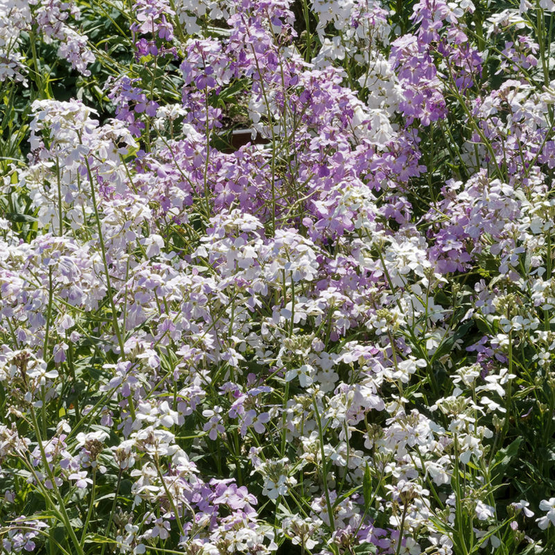 HESPERIS MATRONALIS (NACHTVIOLE) Staude