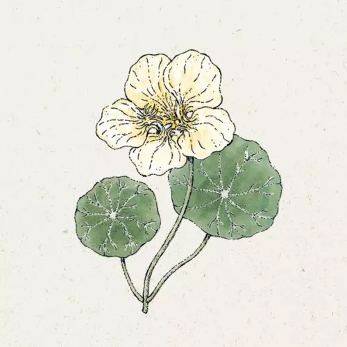 Saatgut, Blumensamen, Illustration Rekersdrees