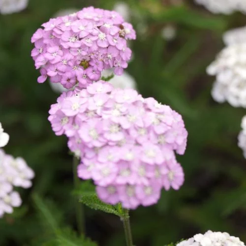 Achillea Millefolium-Hybride ‘Apfelblüte’ Schafgarbe Staude Mehrjährige