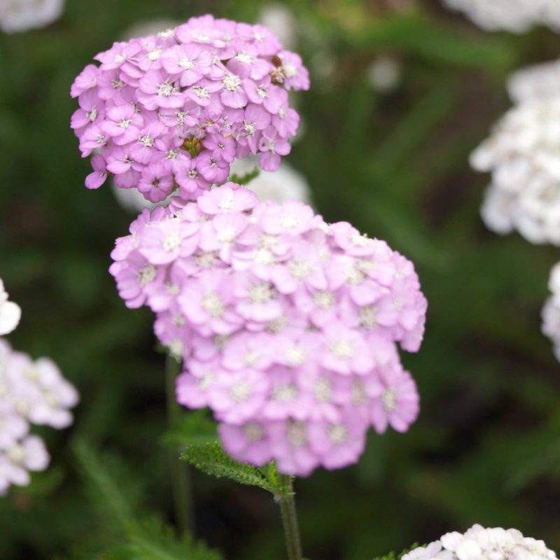 Achillea Millefolium-Hybride ‘Apfelblüte’ Schafgarbe Staude Mehrjährige