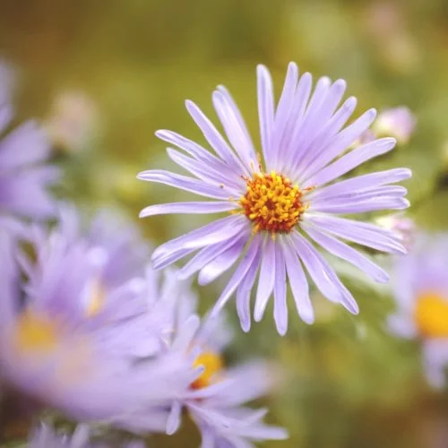 Aster laevis ‘Calliope’ Glatte Aster Stauden Mehrjährige Pflanzen