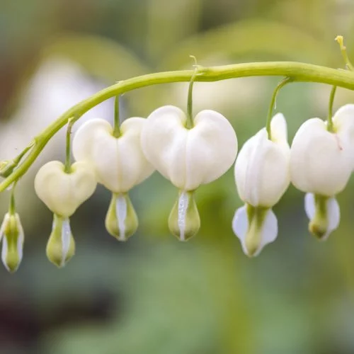 Dicentra spectabilis ‘Alba’ Tränendes Herz Stauden Mehrjährige Pflanzen