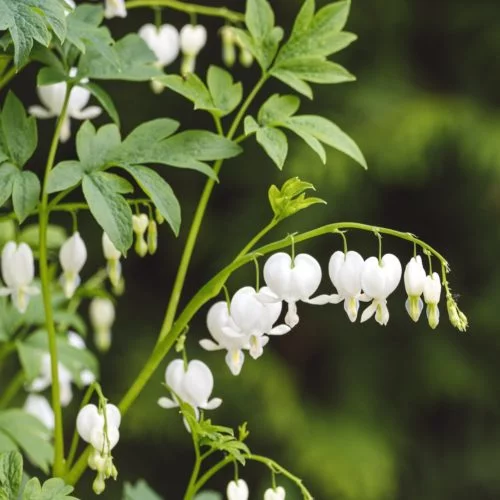 Dicentra spectabilis ‘Alba’ Tränendes Herz Stauden Mehrjährige Pflanzen