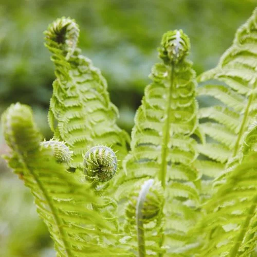 Matteuccia struthiopteris Straußenfarn Stauden Mehrjährige