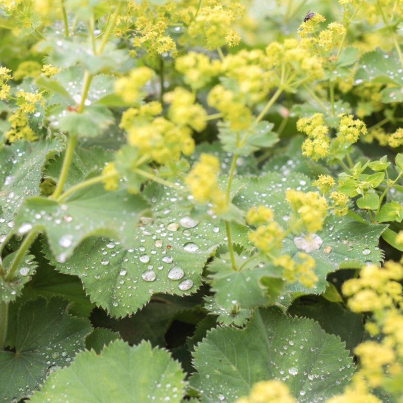 Alchemilla mollis Großblättriger Frauenmantel Stauden Mehrjährige Pflanzen