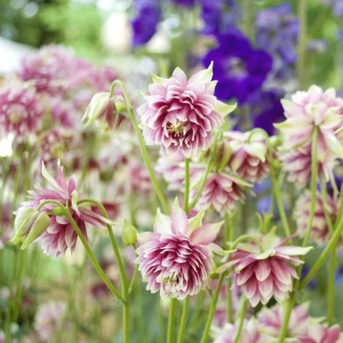 Aquilegia vulgaris plena ‘Nora Barlow’ Akelei Stauden Mehrjährige