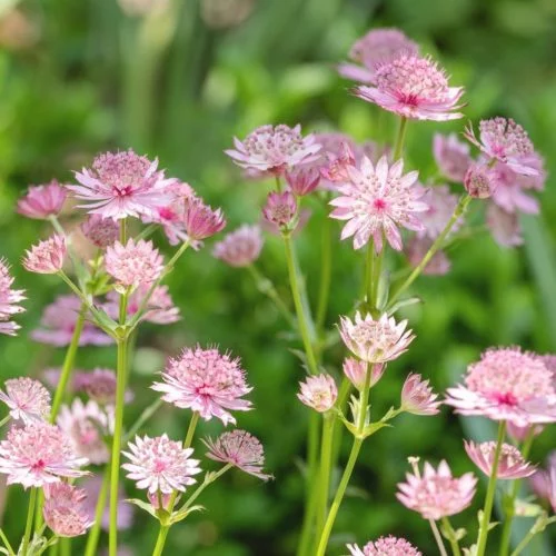 Astrantia major ‘Roma’ Sterndolde Stauden Mehrjährige