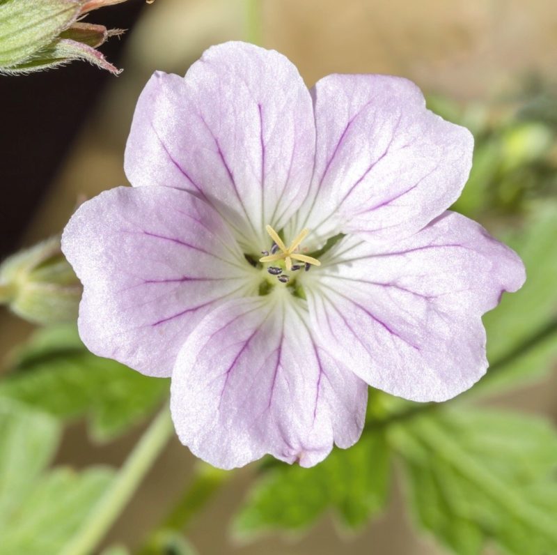 Geranium Hybride ‘Dreamland’ Storchschnabel Staude Mehrjährige