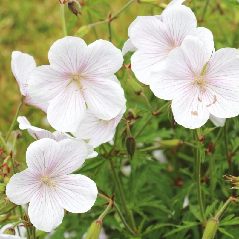 Geranium clarkei ‘Kashmir White’ Storchschnabel Stauden Mehrjährige