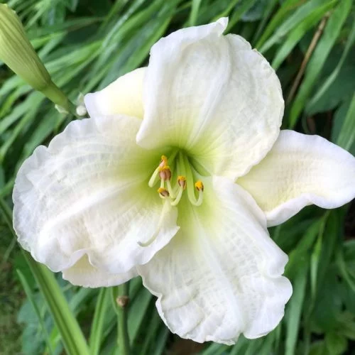 Hemerocallis Hybride ‘Gentle Shepherd’ Taglilie Stauden Mehrjährige