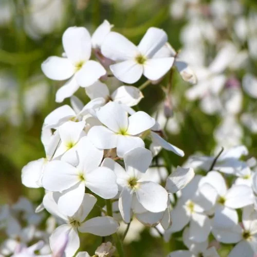 Hesperis matronalis ‘Alba’ Nachtviole Stauden Mehrjährige