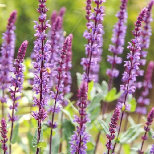 Salvia nemorosa ‘Caradonna’ Steppen-Salbei Stauden Mehrjährige