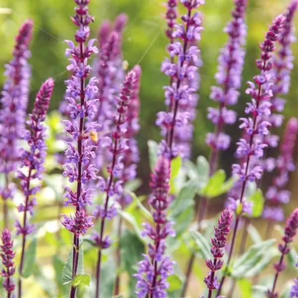 Salvia nemorosa 'Amethyst' (Gartensalbei) Jora Dahl