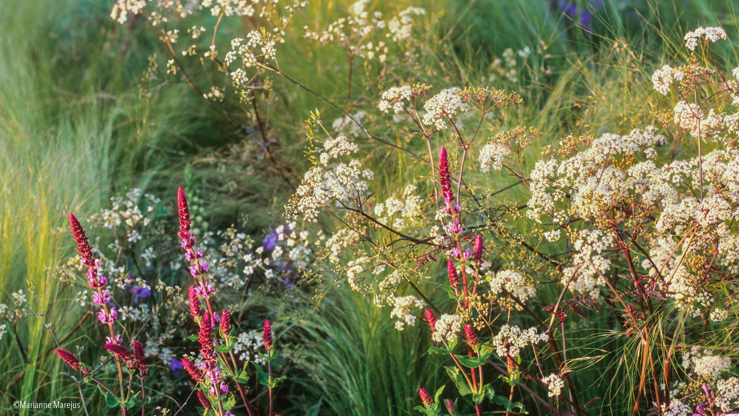 Blühender Staudengarten im Sommer