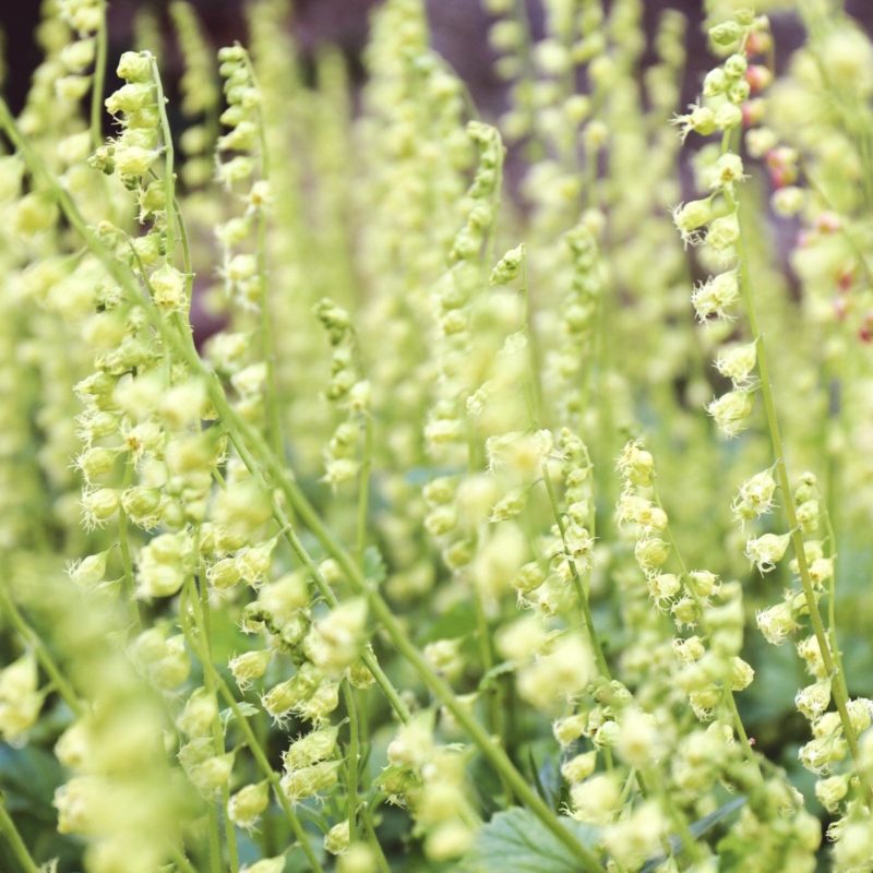 Tellima grandiflora Falsche Alraunwurzel Stauden Mehrjährige