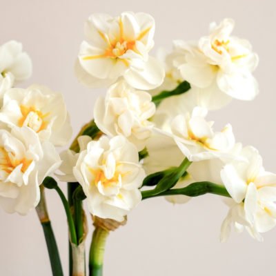 Tulpen & Narzissen pflanzen und pflegen Jora Dahl