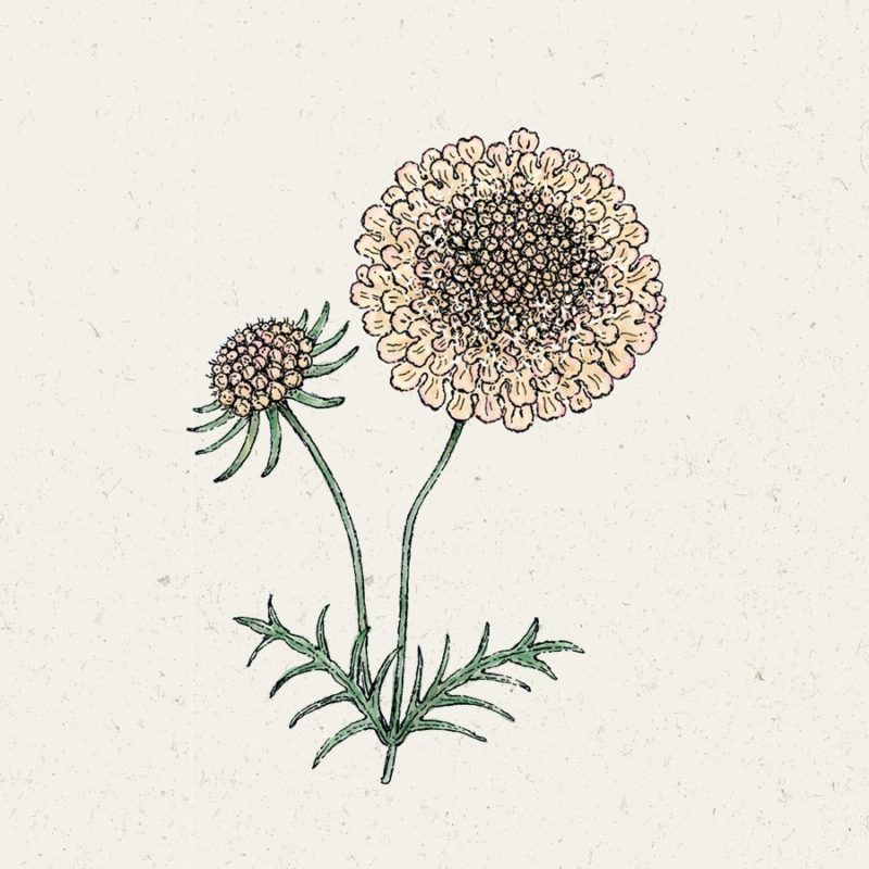 Samentütchen, Saatgut, Blumensamen, Cool Flower, Illustration Rekersdrees, Zeichnung