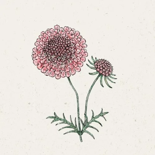 Samentütchen, Saatgut, Blumensamen, Illustration Rekersdrees, Zeichnung