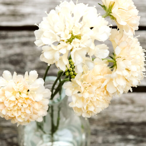 Cremefarbene Scabiosa atropurpurea ‘Fata Morgana’ in Vase