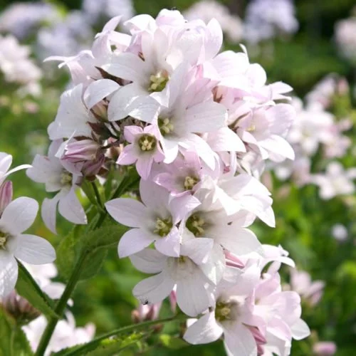 Campanula lactiflora ‘Loddon Anne’ Doldenglockenblume Stauden Mehrjährige